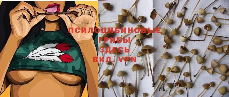 Псилоцибиновые грибы Psilocybe Белая Калитва